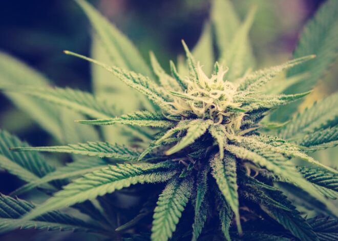 Exploring the Benefits of Liberty Dispensary’s Premium Cannabis